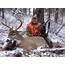 Montana Whitetail Deer Hunting  Mule MT