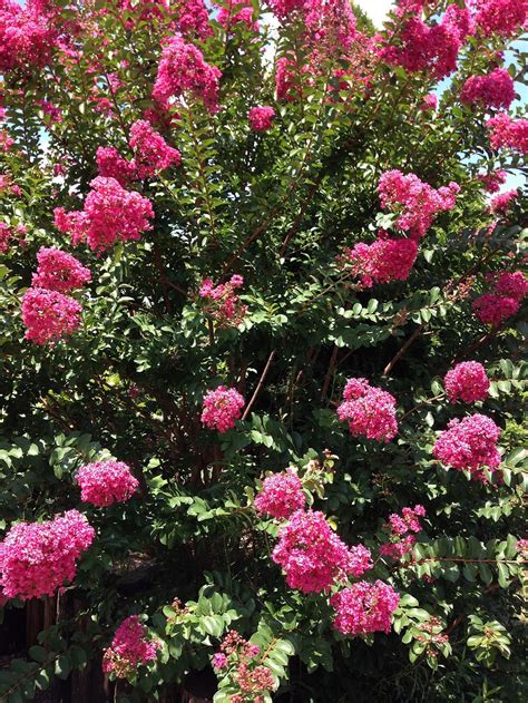 Crape Myrtle One Of Several Flowering Trees That Grow Well In Virginia