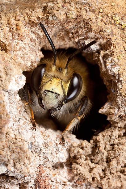 Burrowing Bee Stock Photos Pictures And Royalty Free Images Istock