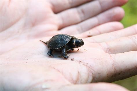 The Bog Turtle Is One Of The Worlds Smallest Turtle Species Its