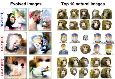 These Trippy Images Were Designed By Ai To Super Stimulate Monkey