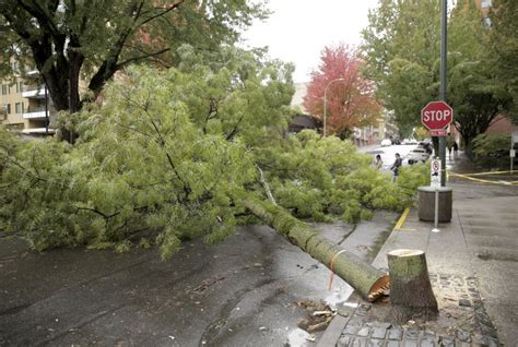 Maybe you would like to learn more about one of these? Emergency Tree Services in San Diego | Pope Tree Service