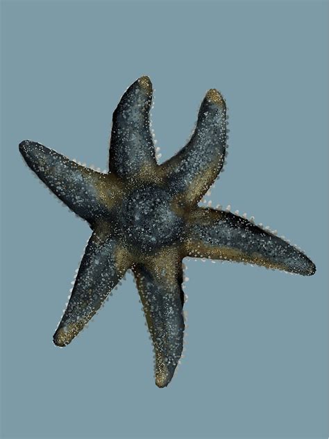 Six Rayed Sea Star Poster For Sale By Squiddllr Redbubble