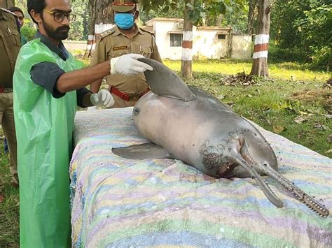 india lost 10 more gangetic river dolphins in one year sandrp
