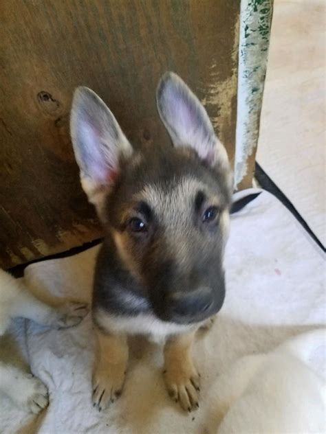 Weve Reduced The Price On Our Four Remaining German Shepherd Puppies