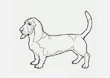 Basset Hound Coloring sketch template