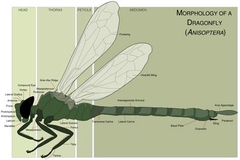 Dragonfly Anatomy Anatomical Charts And Posters