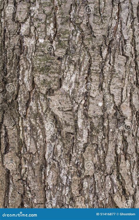 Pear Tree Bark Stock Image Image Of Forest Moss Texture 51416877
