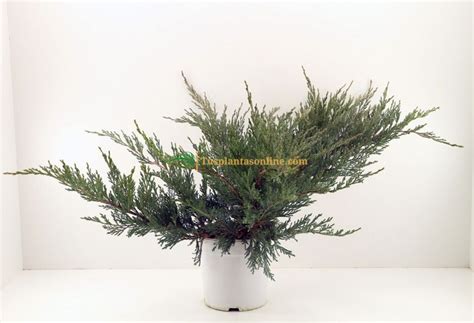 Juniperus Horizontalis Hughes M 19