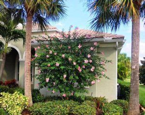 They can add needed height to a garden bed, draw attention as a focal point, or act as a single specimen tree in a small space. Anderson Crepe Hibiscus Tree Impresses in Easter Pink ...