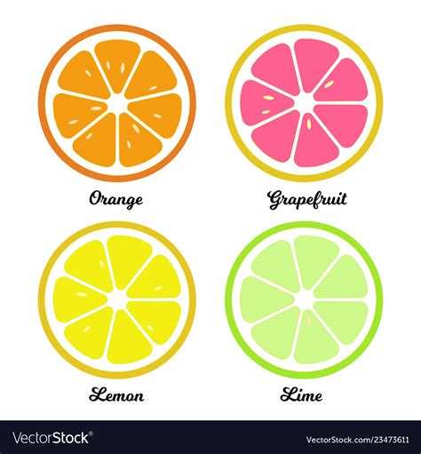 Orange Lemon Lime And Grapefruit Slices Flat Vector Image