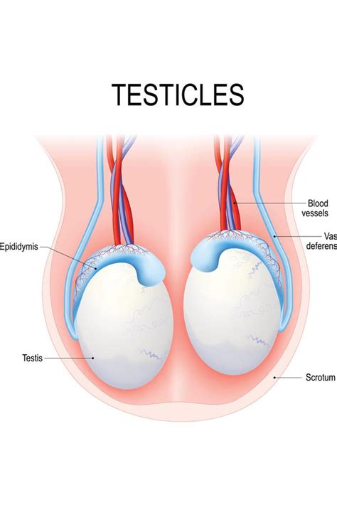 Laminated Testicles Human Anatomy Diagram Educational Chart Poster Dry Erase Sign 12x18 Poster