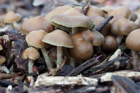 Psychedelic Mushrooms A New Age Of Treatment Western Pennsylvania