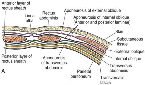 Cross sectional and imaging anatomy of the thorax. anterior abdominal wall - School Of Medicine Block 3 with ...