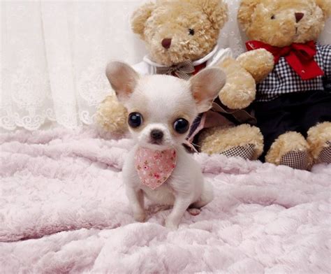 Full Grown White Apple Head Chihuahua Pets Lovers