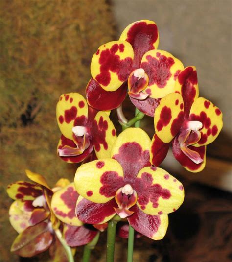 Sep 17, 2020 · why are the leaves on my phalaenopsis turning yellow? Phalaenopsis (The Moth Orchid) | The Canadian Orchid Congress