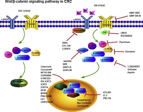 Schematic illustration of the Wnt β catenin signaling pathway Left