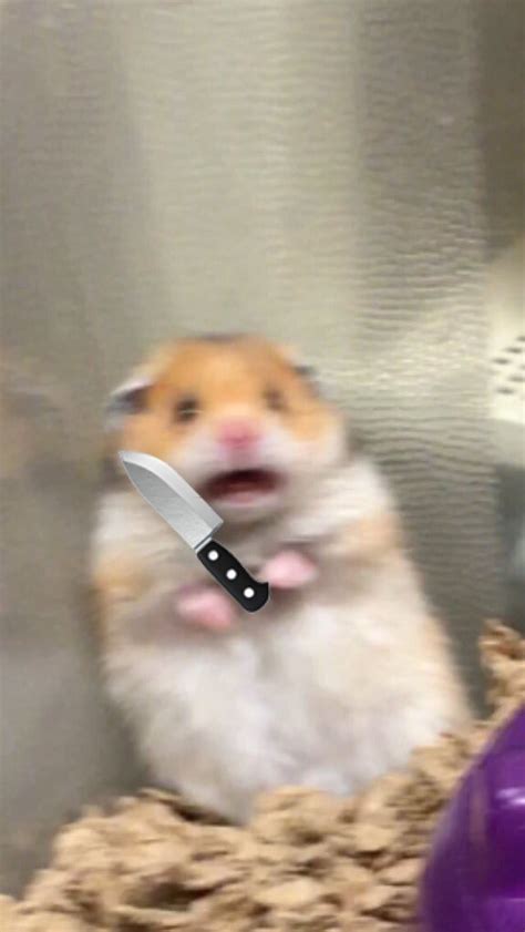 Hamster Knife Scared Hamster Know Your Meme