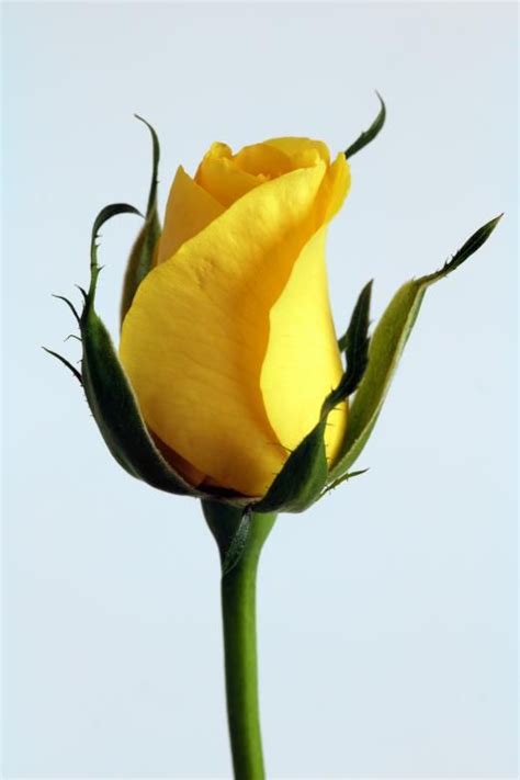 Free Stock Photo Of Yellow Rose Yellow Roses Yellow Flowers Rose Images
