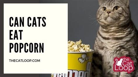 The high amount of salt in popcorns, for one, make it such a can cats eat shrimps? Can Cats Eat Popcorn - The Cat Loop