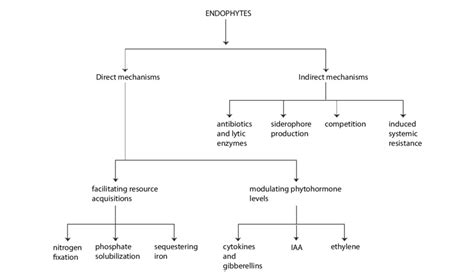 Outline Of Various Mechanisms Adapted By Endophytes To Promote Plant