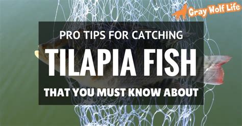 Amazing Tips for Catching Tilapia Like a Professional 2016-2017