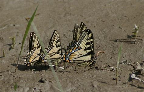 Canadian Tiger Swallowtail Papilio Canadensis Group Puddling