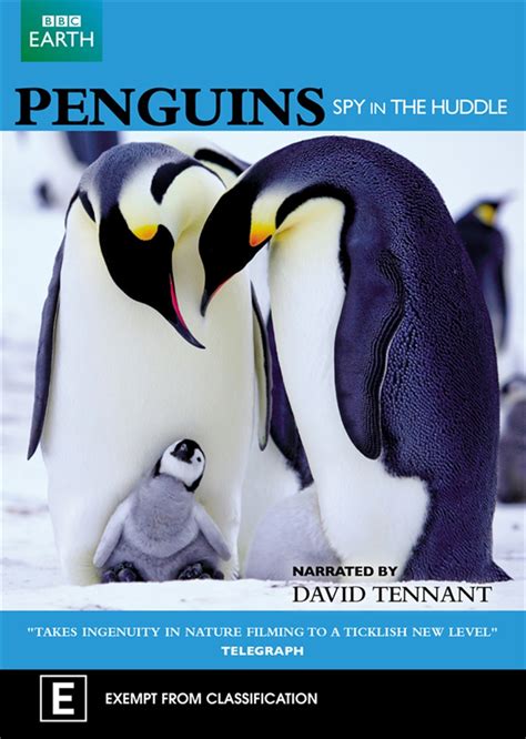 Buy Penguins Spy In The Huddle On Dvd Sanity