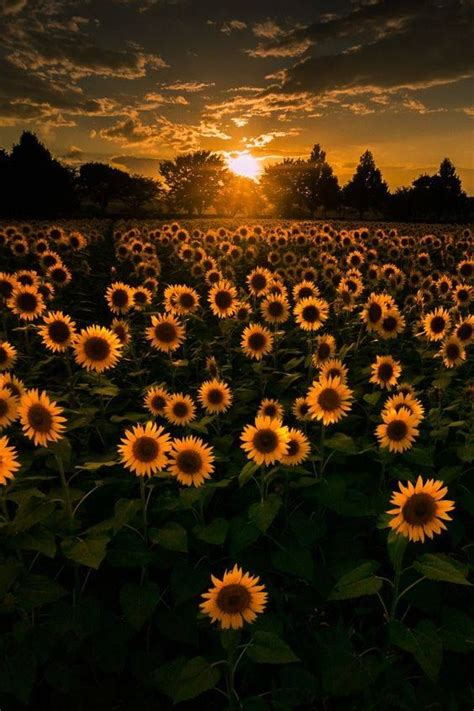 Girasoles Nature Photography Sunflower Wallpaper Nature Pictures