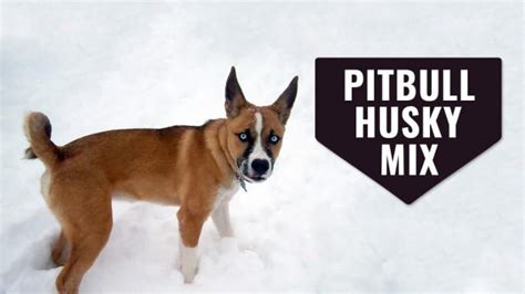 Pitbull Husky Mix Complete Guide On The Pitsky Petmoo