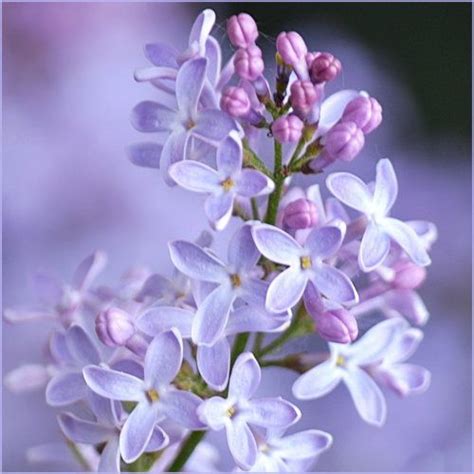 Pin By Lola K Deaton On Beautiful Flowers 2 Light Purple Flowers