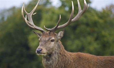 Police Warn Drivers Not To Sound Their Horns At Herd Of Deer Which