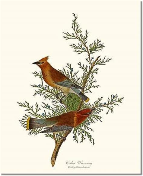 audubon bird prints set of 3 framed vintage bird illustrations etsy