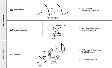 Figure 1 from Ionic Mechanisms of Cardiac Arrhythmia | Semantic Scholar