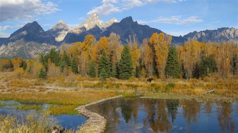 Grand Teton National Park Tours Wildlife Tours Jackson Hole Wy