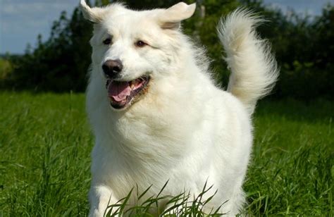 And though all dogs are beautiful in their own way, there's something special about black and white dogs. 10 Long Haired Dog Breeds