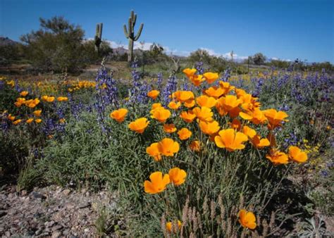 Arizona Wildflowers Best Places To See Beautiful Blooms This Spring