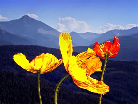 Rocky Mountain Wildflowers Photography Print On Canvas Wildflowers