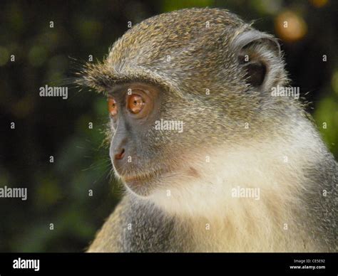 Portrait Of A Pensive Looking Vervet An African Monkey Stock Photo Alamy