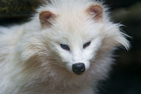Cute White Raccoon Dog Another Portrait Of One Of The Whit Flickr