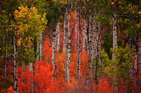 Fall Color With Aspen Trees Photograph By Ed Broberg Fine Art America