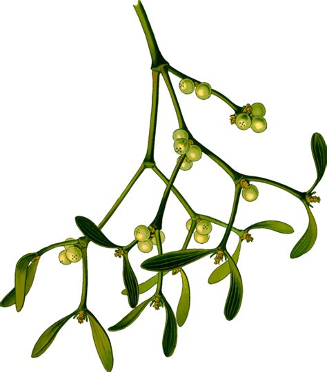 Mistletoe Drawing Free Download On Clipartmag