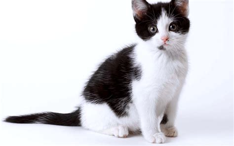 black and white kitten wallpaper