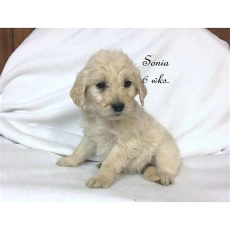 Use the options below to find your perfect canine companion! A litter of English cream Goldendoodles in Nampa, Idaho ...
