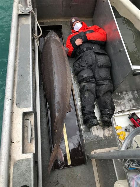 100 Year Old Monster Fish Caught In The Detroit River