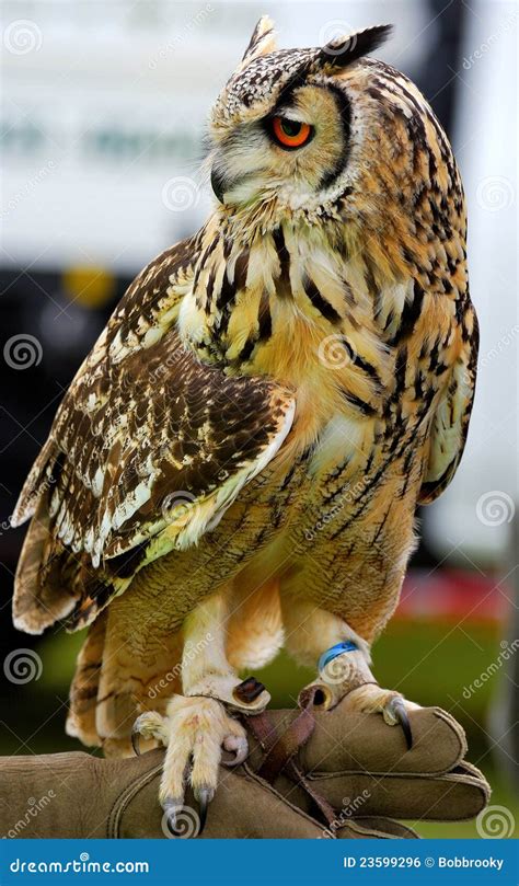 Eurasian Eagle Owl Hand Held Bubo Bubo Stock Photo Image Of Tufts