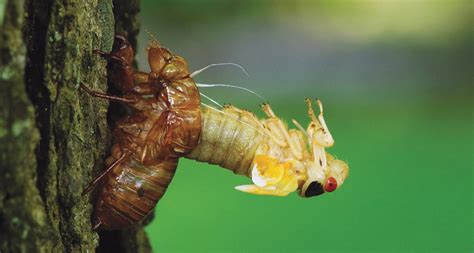 Three different types of cicadas are emerging in maryland baltimore (wjz) — every 17 years, for two months, cicadas dominate the news cycle. Cicadas' odd life cycle poses evolutionary conundrums ...