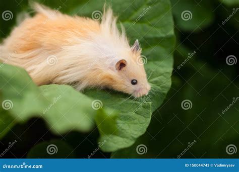 Orange Syrian Hamster In The Garden In The Spring Stock Image Image
