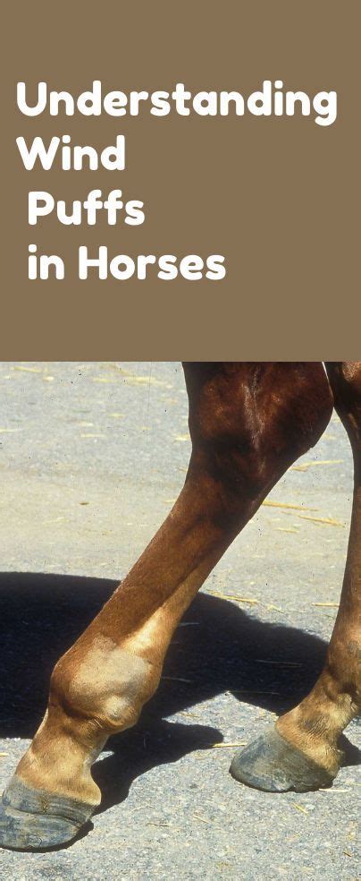 Understanding Wind Puffs In Horses Horses Horse Care Pregnant Horse