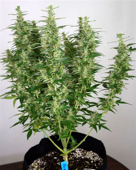 A Guide To Growing Sativa Strains Indoors Grow Weed Easy